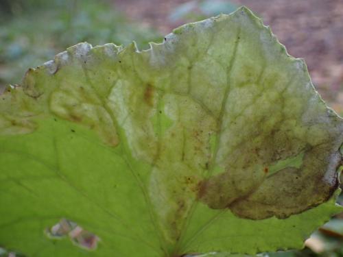 Réf. 349 915 : Acidia cognata